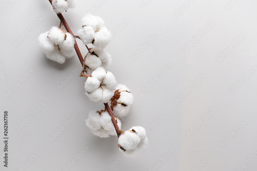 Cotton flowers on light background