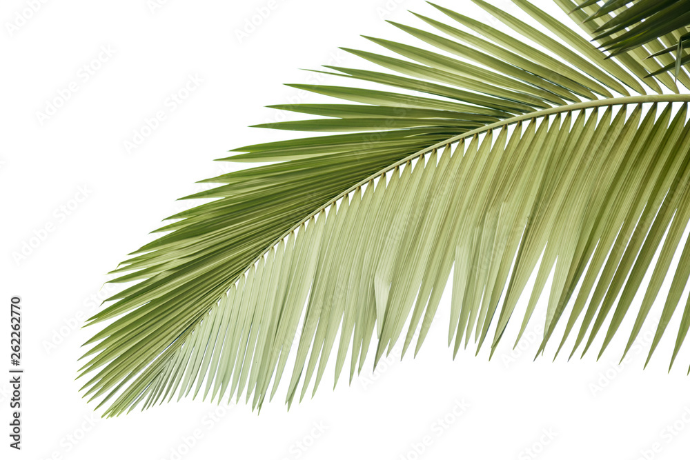 Leaves of palm tree