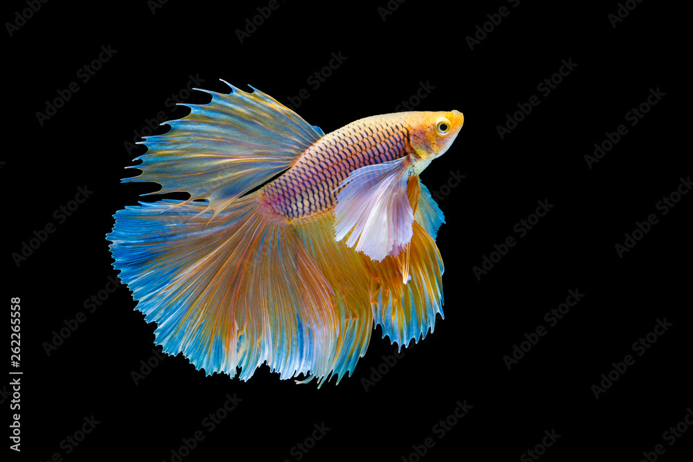 The moving moment beautiful of yellow siamese betta fish or half moon betta splendens fighting fish 