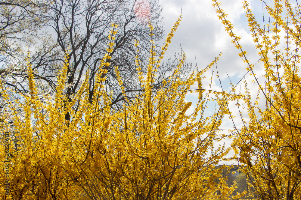 Large blooming forsythia bush blooming in the spring garden