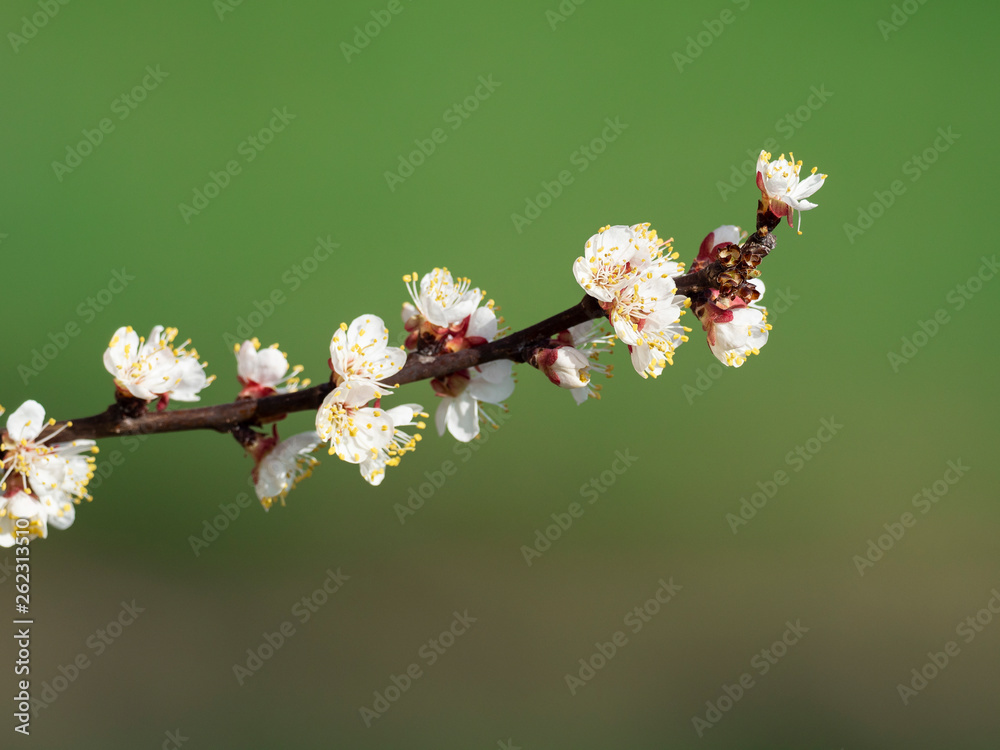 Flowering branch of cherry close-up on a blurred green background