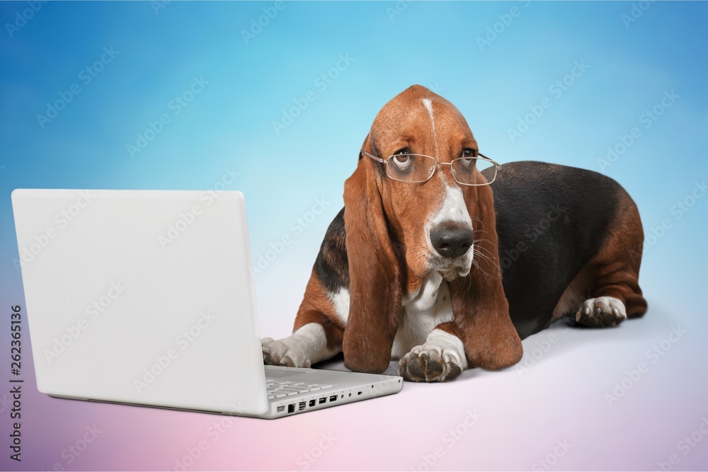 Basset Hound Using a Laptop Computer and Wearing Glasses