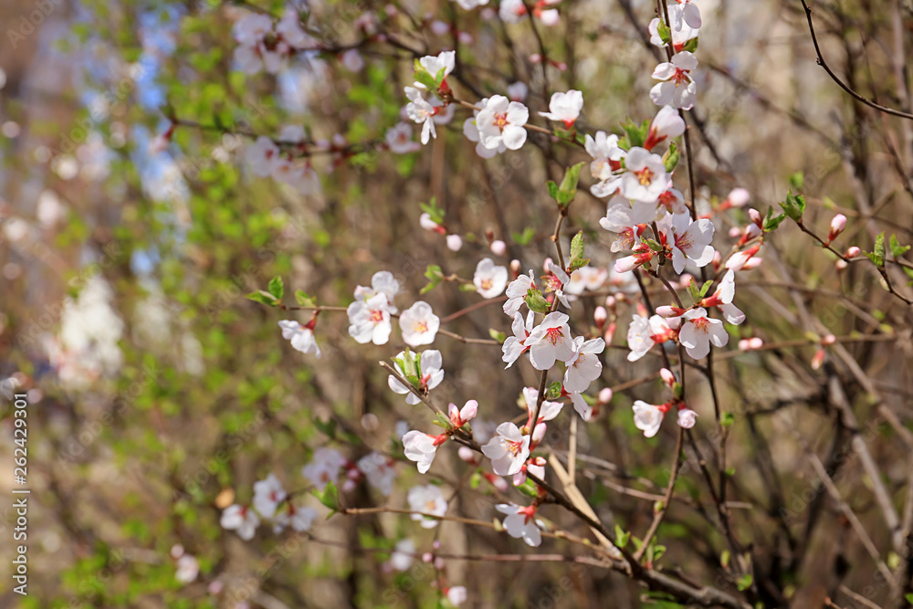 春日繁花似锦