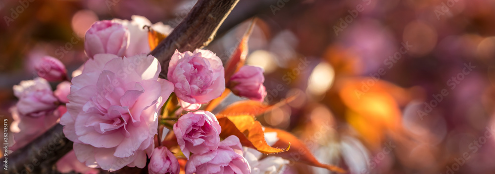 Japanese Cherry Tree Blossoms Sakura