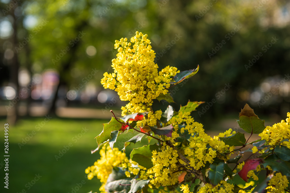 Mahonia aquifolium shrub blooming in springtime