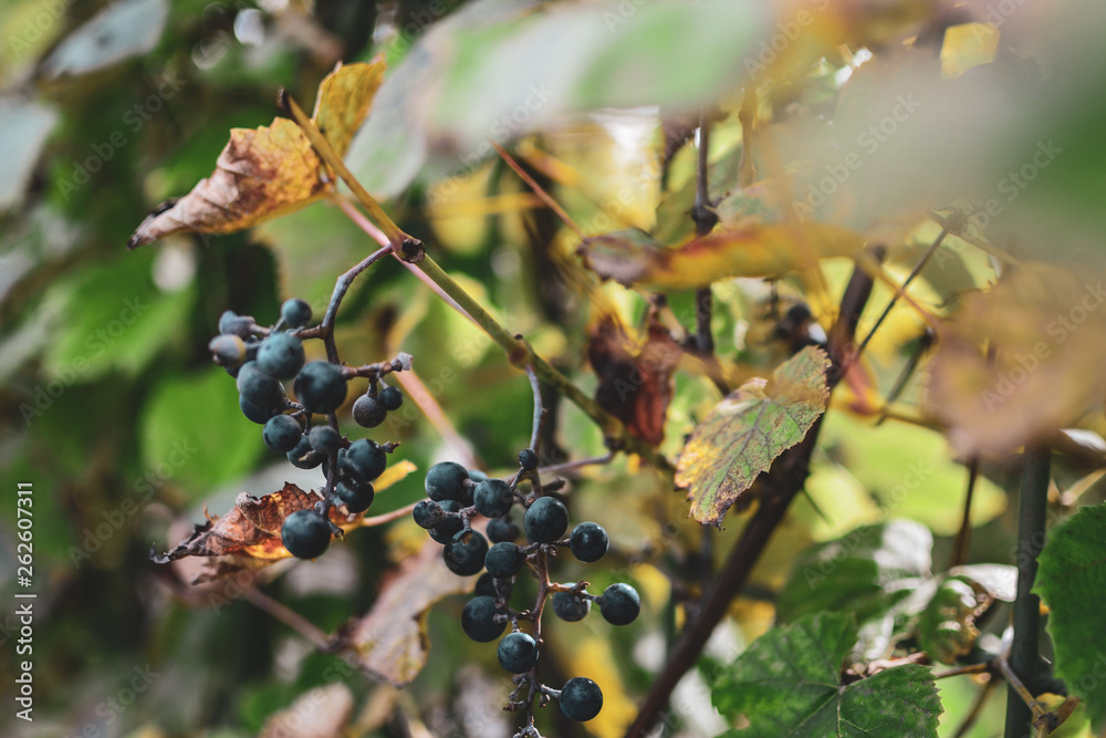 Bunches of wild red wine grapes hang from an old vine in warm afternoon light, summer concept, sunli