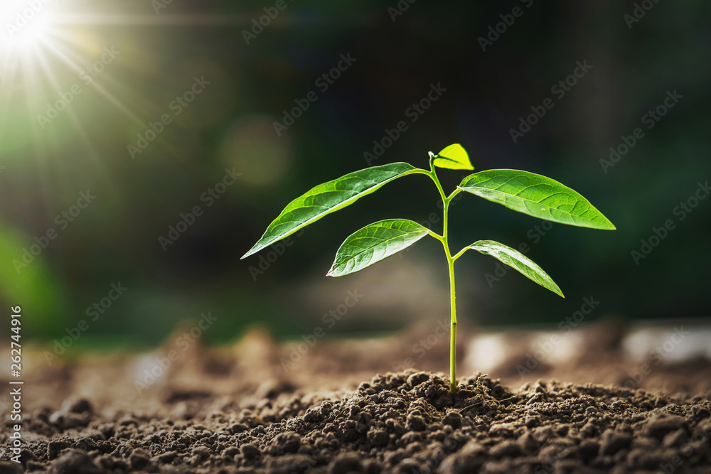 花园里在晨光中生长的小植物。概念地球日