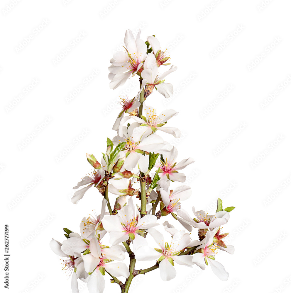 Beautiful blossoming branch on white background