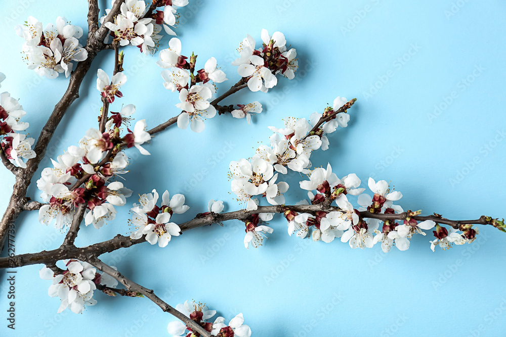 Beautiful blossoming branches on color background