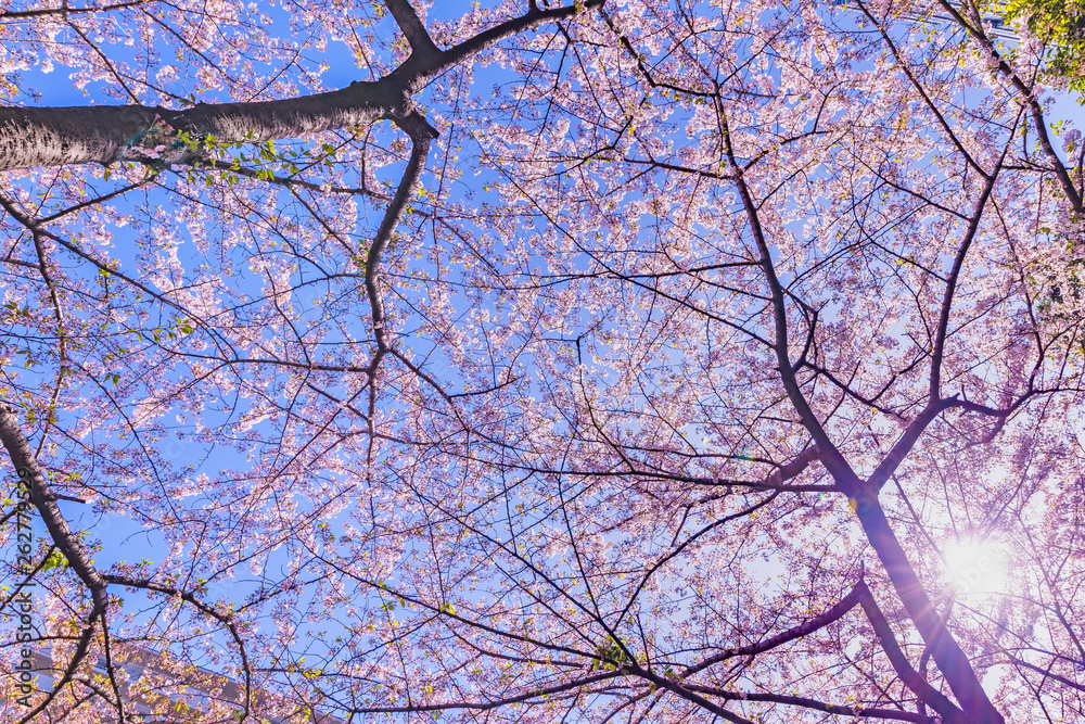 満開の桜の花