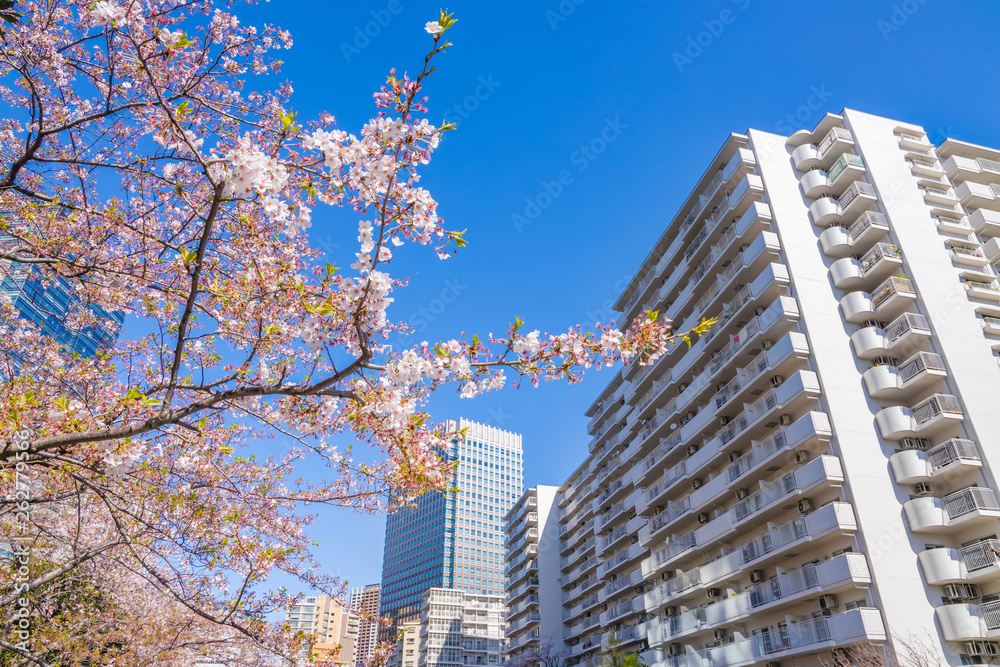 都会に咲く満開の桜