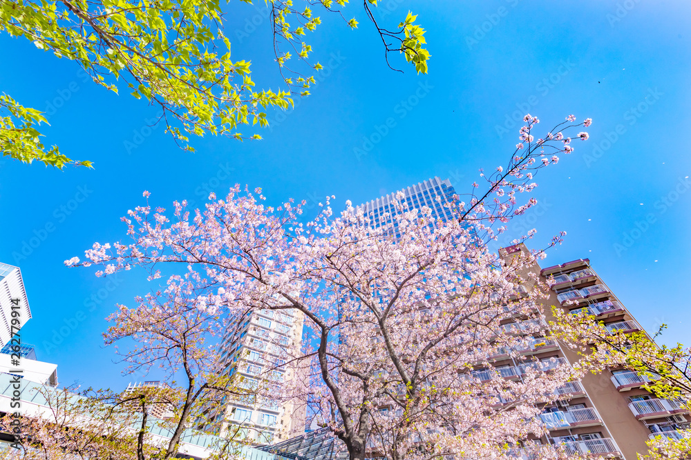 都会に咲く満開の桜