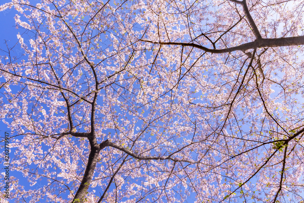 満開の桜の花