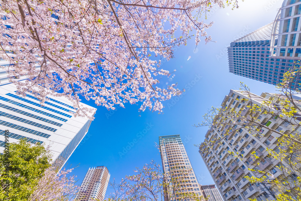 都会に咲く満開の桜