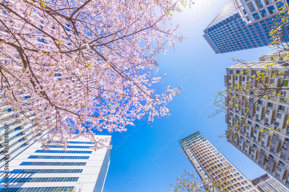 都会に咲く満開の桜