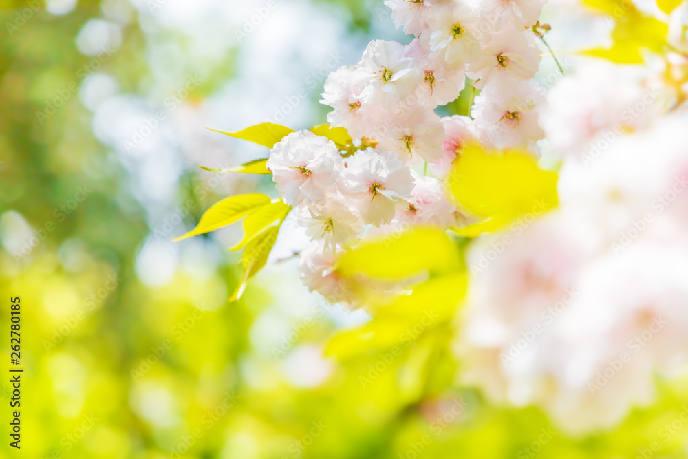 満開の桜の花