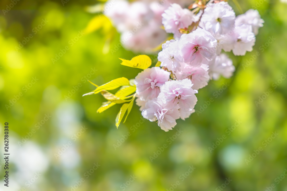 満開の桜の花