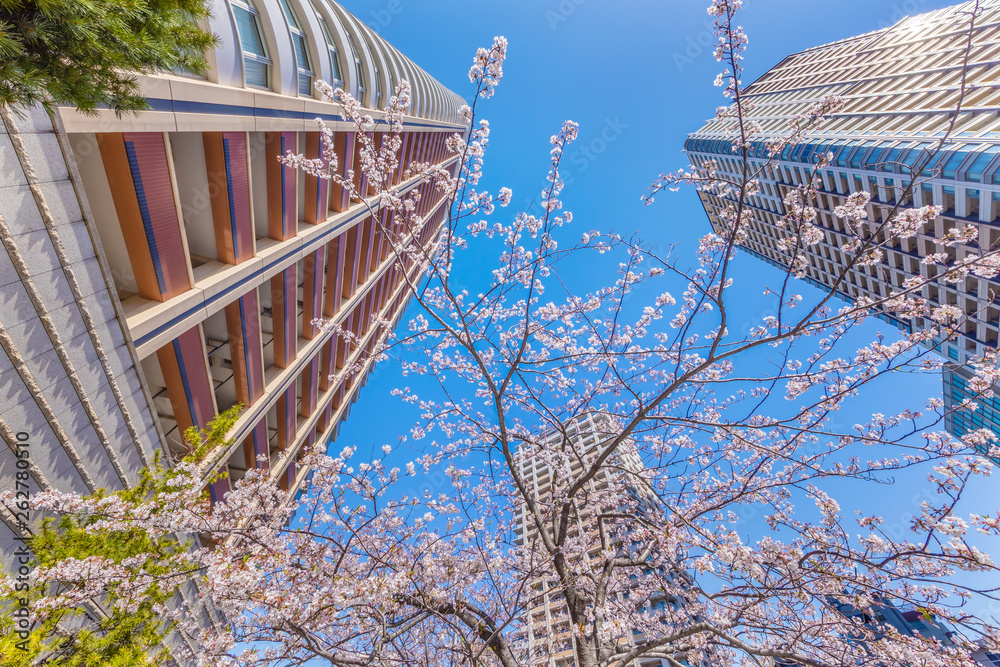 都会に咲く満開の桜