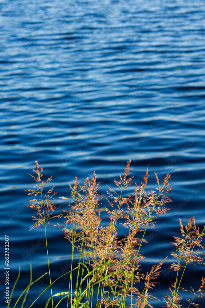 Close-up of hay and lake in the background