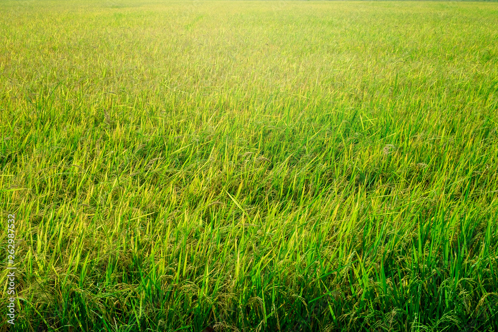 Green rice field background