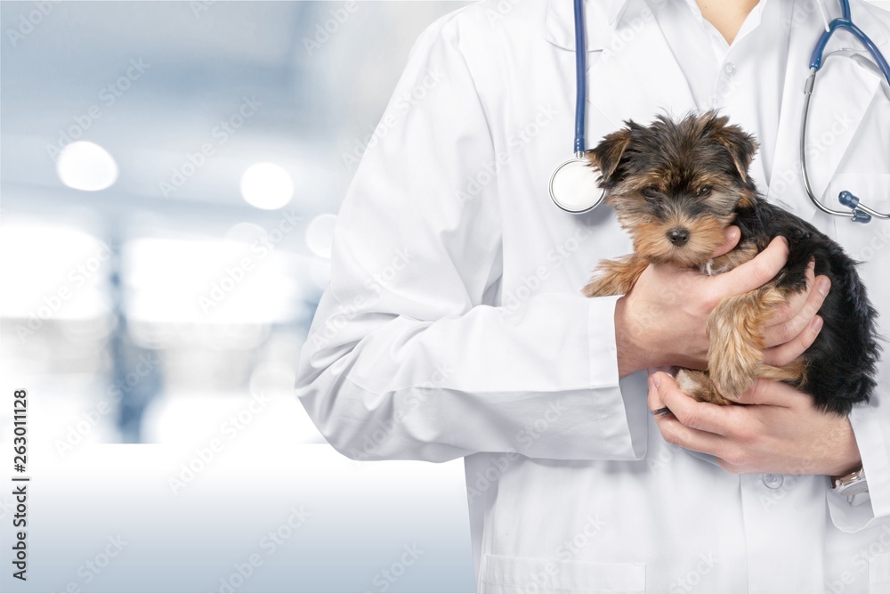 Small cute dog examined at the veterinary doctor, close-up