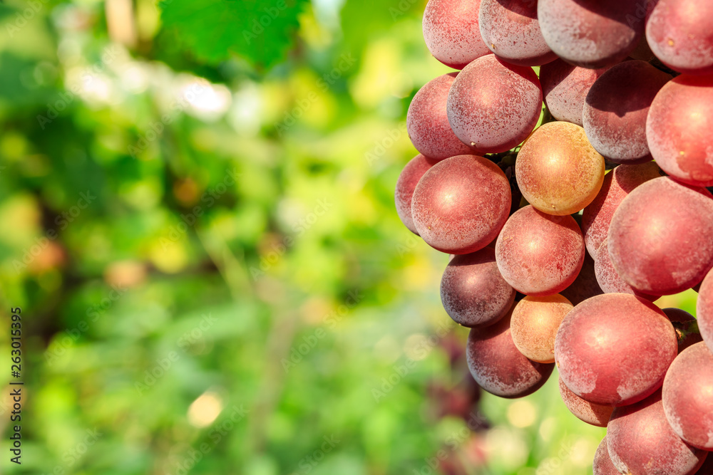 Ripe grapes in the orchard,fruit in a natural scene