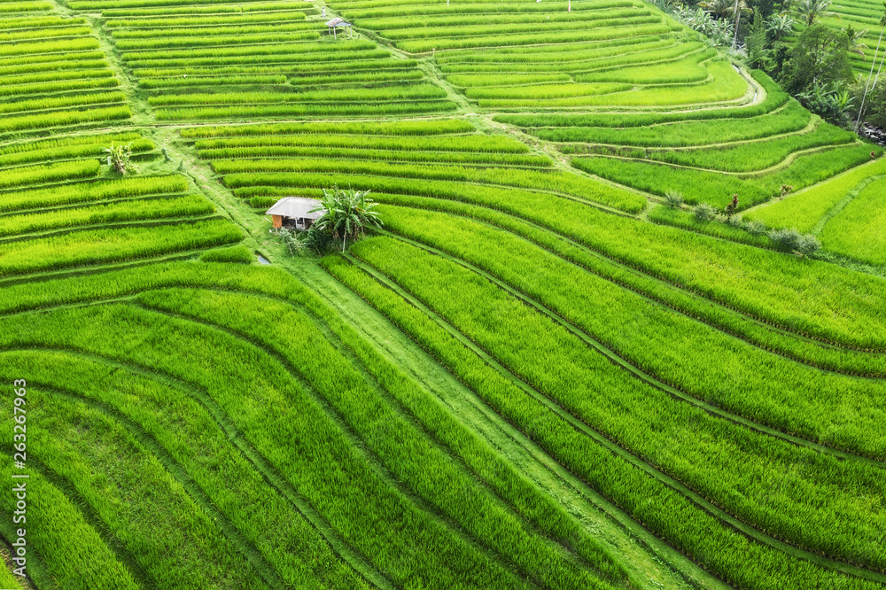 Aerial view of rice terraces. Landscape with drone. Agricultural landscape from the air. Rice terrac