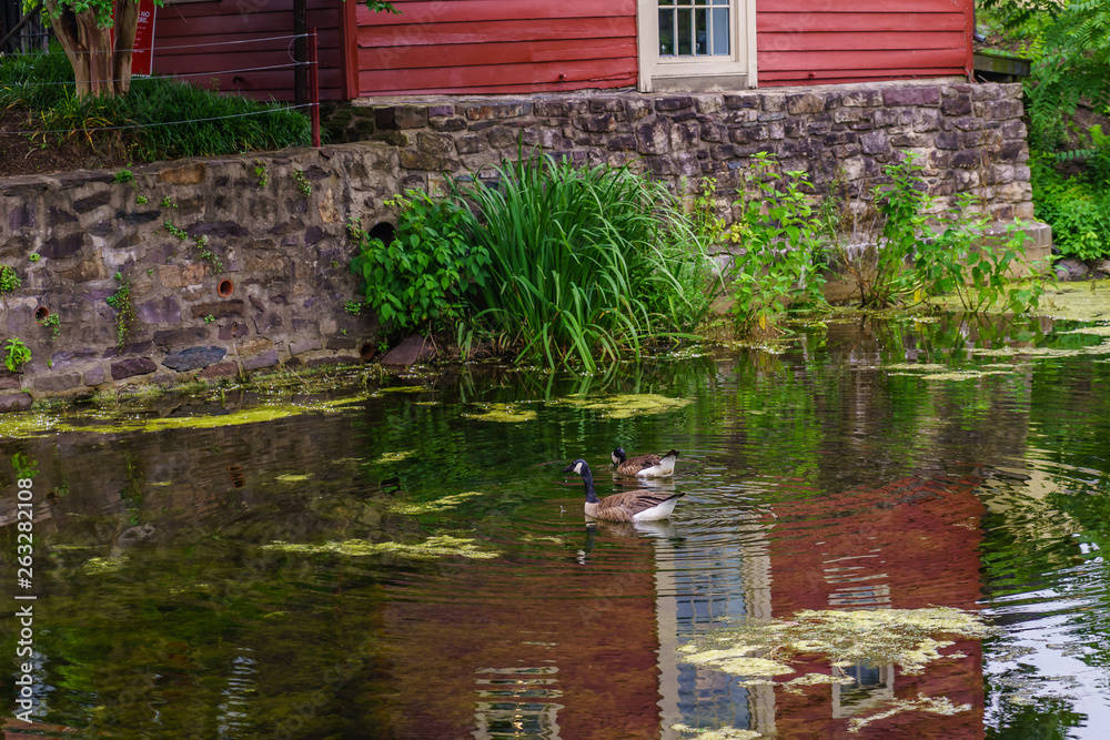 Delaware Canal Towpath and goose, Historic New Hope, PA