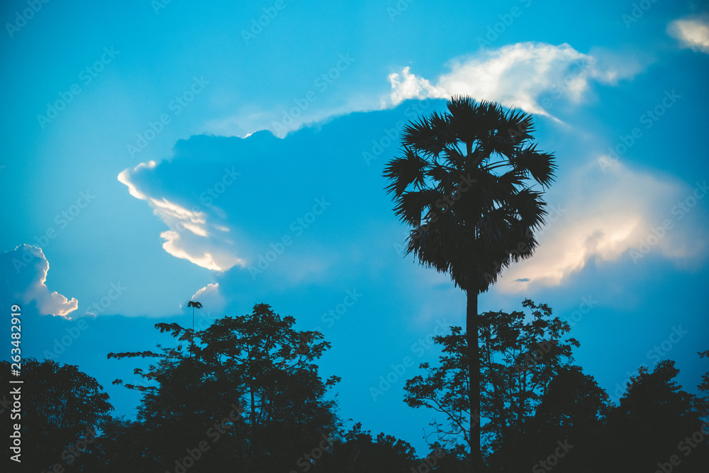 糖棕榈的轮廓和美丽的天空背景，棕榈树，椰子树，