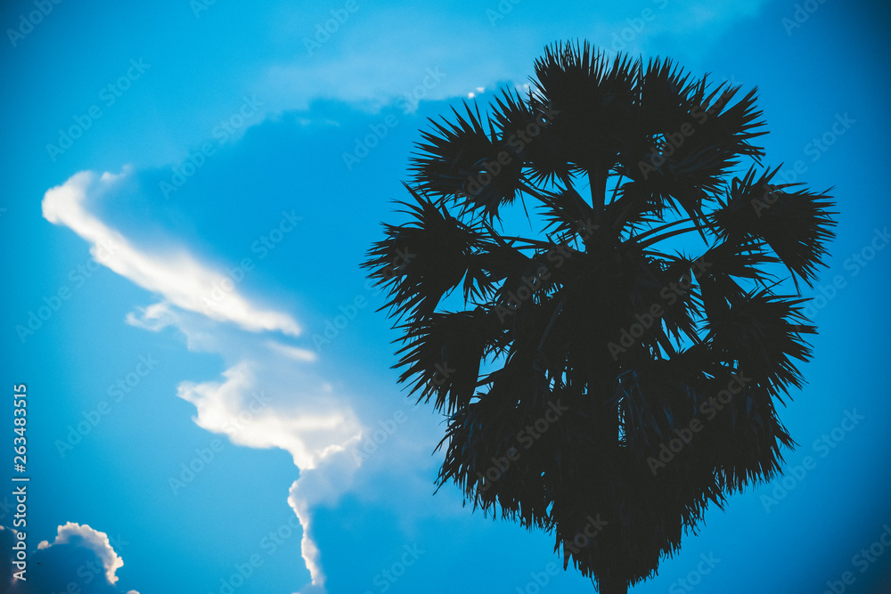 The silhouette of sugar palm and the beautiful sky background,Palm tree, coconut tree,