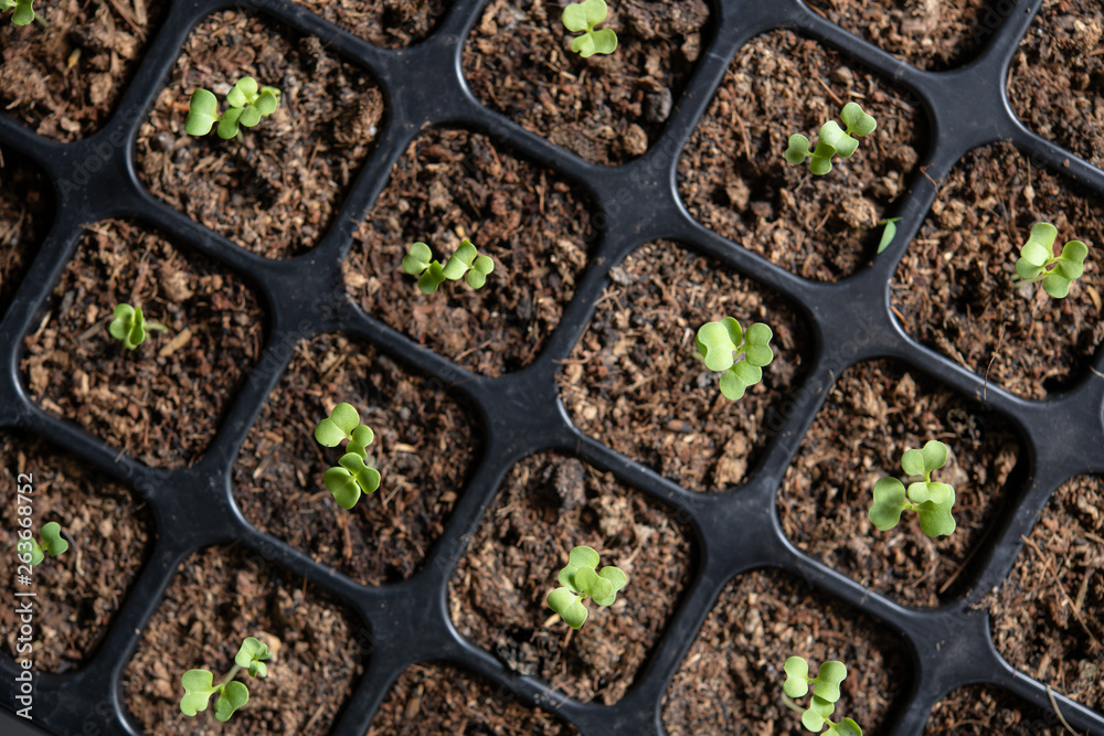 Young plants growing in nursery tray in the garden