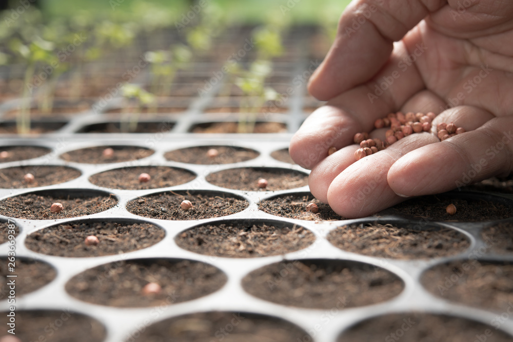 Farmers hand planting seeds in soil in nursery tray