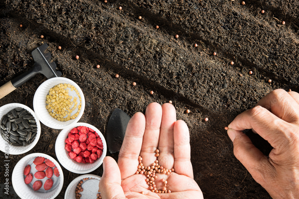 Farmers hand planting seeds in soil