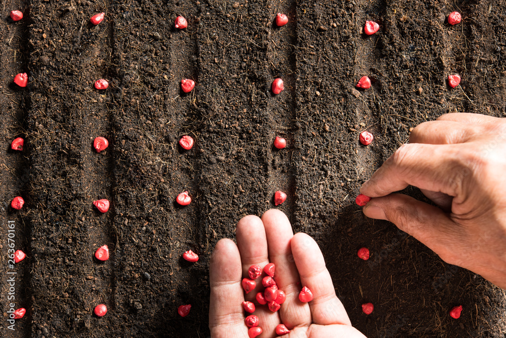 Farmers hand planting seeds in soil