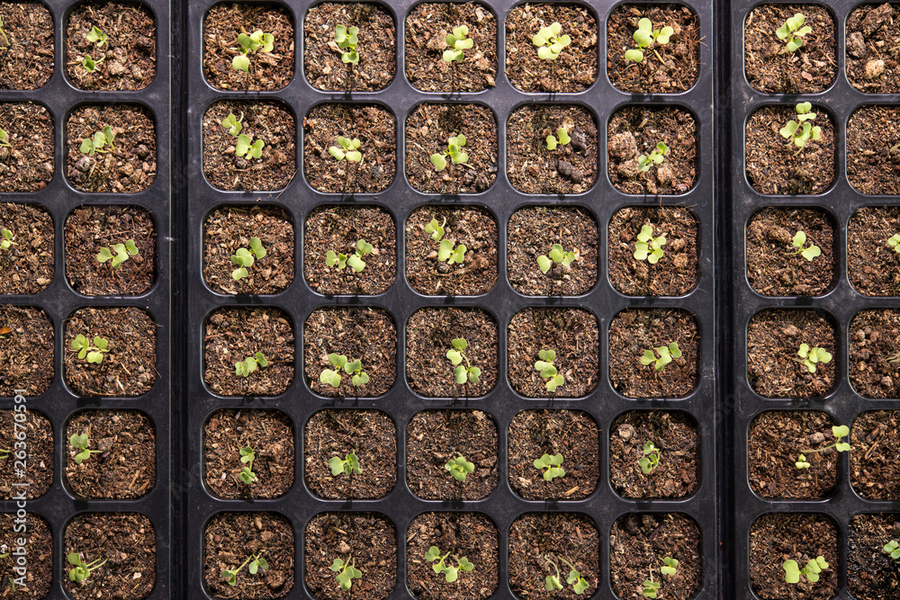 Top view image of young plants growing in nursery tray in the garden