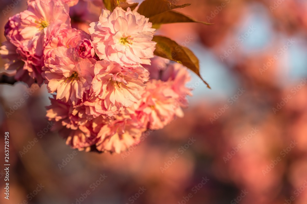 Beautiful pink cherry tree blossoms