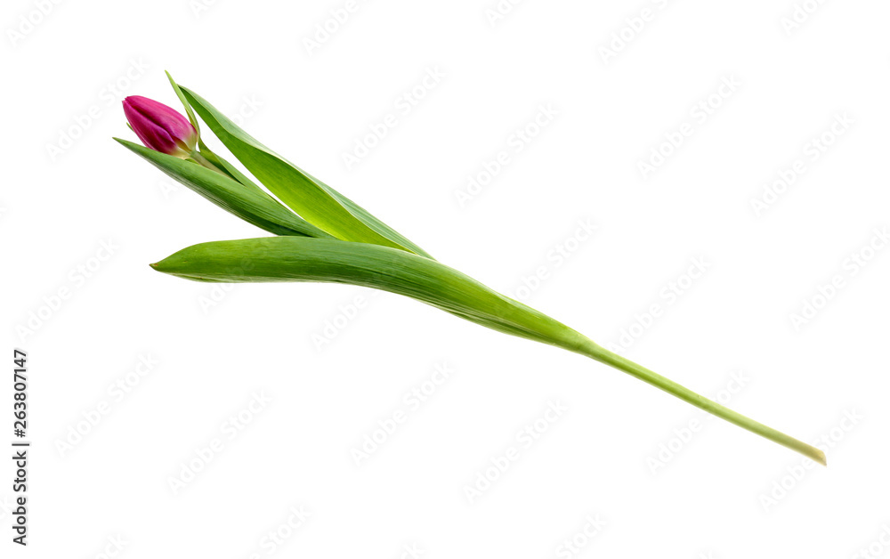 Beautiful tulip on white background