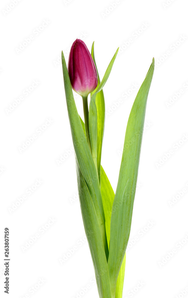 Beautiful tulip on white background