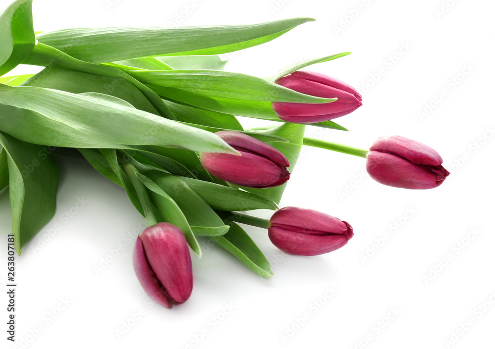 Beautiful tulips on white background