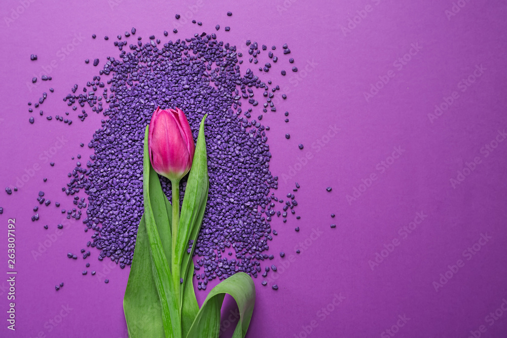 Beautiful tulip and small pebbles on color background