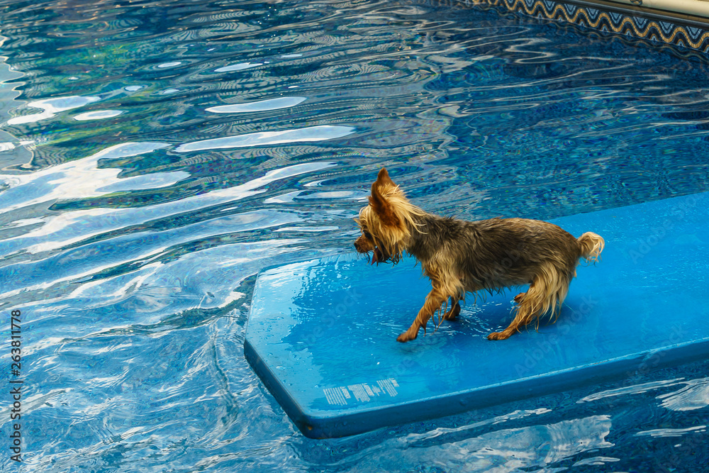 Yorkshire terrier, yorkies playing in the Pool with ball