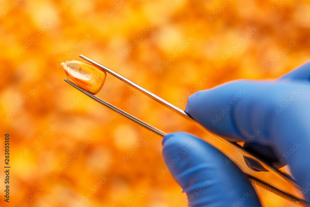 Scientist examining quality of harvested corn seed kernels