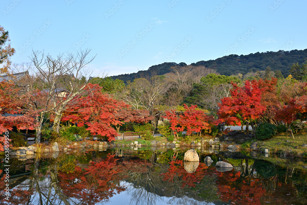 円山公園の池の紅葉