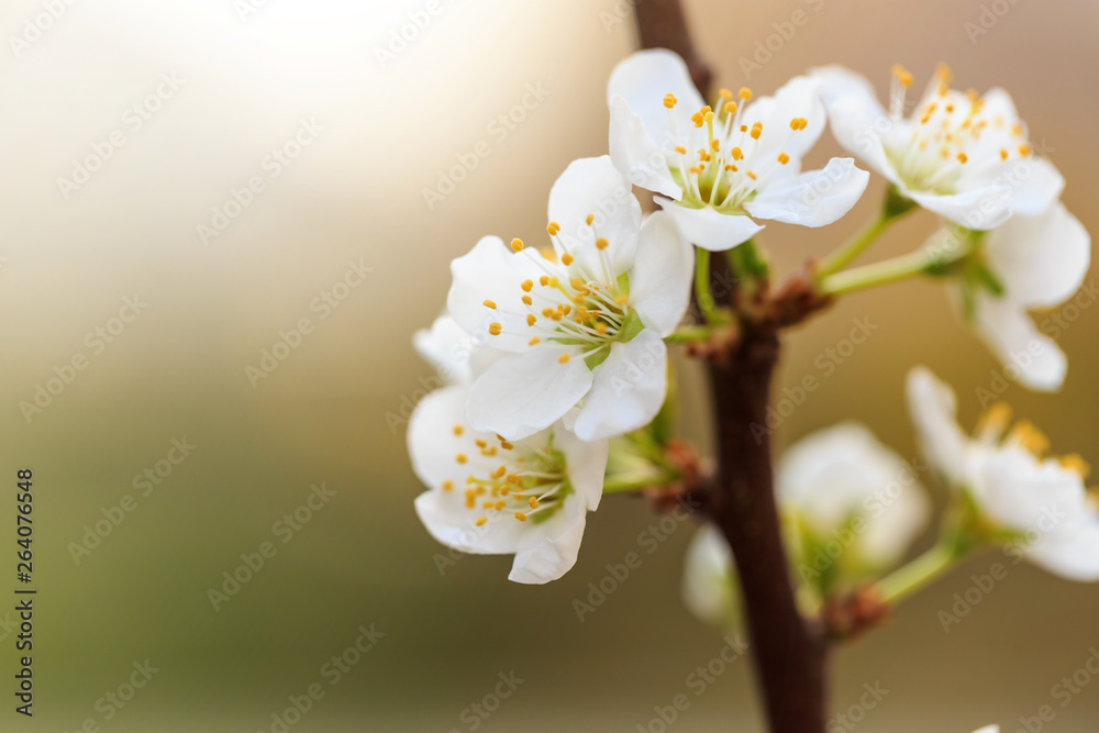 Plum blossoms in spring