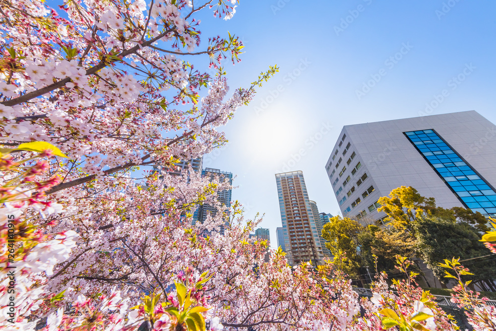 都会に咲く桜