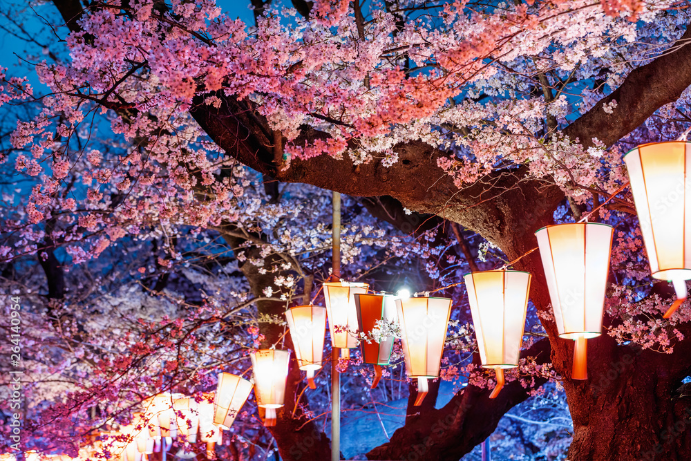 ライトアップされた夜の桜