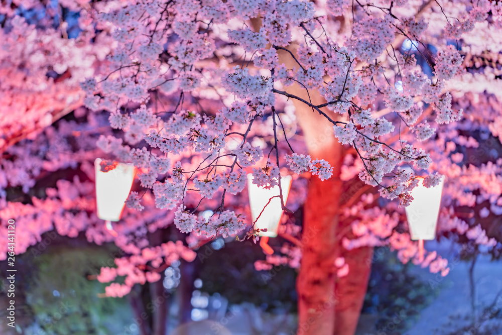 ライトアップされた夜の桜