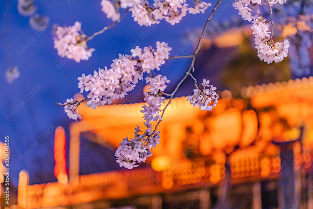 ライトアップされた夜の桜