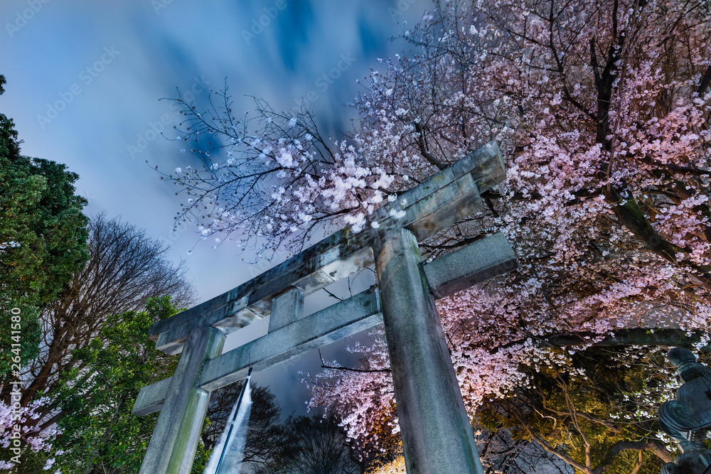 ライトアップされた夜の桜