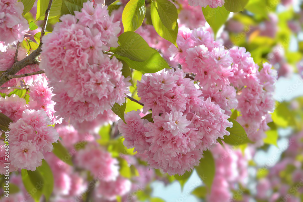 beautiful blossom of a japanese cherry tree in spring